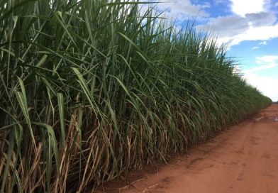 Cana: produção de açúcar no centro-sul deve cair 30% na 1ª quinzena de maio ante período de 2021